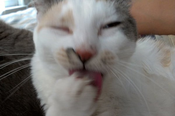 Cat Licking Butt 17
