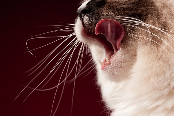 Do cats' whiskers grow back if they are cut?