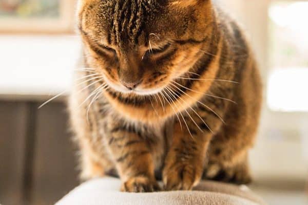 why-do-cats-knead-5-fun-reasons-catster