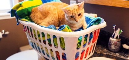 Image result for cat with cleaning products
