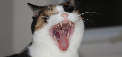 5 Reasons Having Your Cat’s Teeth Cleaned Is Worth the Cost - Catster