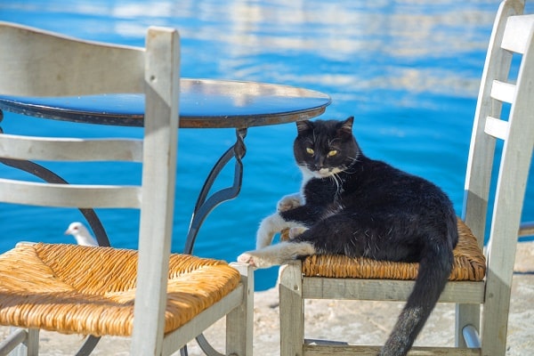 Do Your Cats Ever Show Up in Your Dreams? - Catster