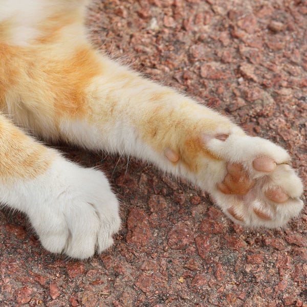 Are Your Cat's Feet Producing an Unusual Odor? Catster