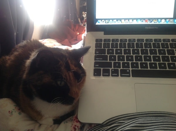 My Cat Doesnt Like To Cuddle My Cat Doesnt Like To Cuddle