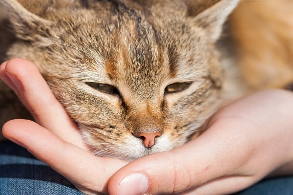 Hasil gambar untuk cat to cat
