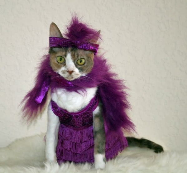 Image result for cat fashionistas