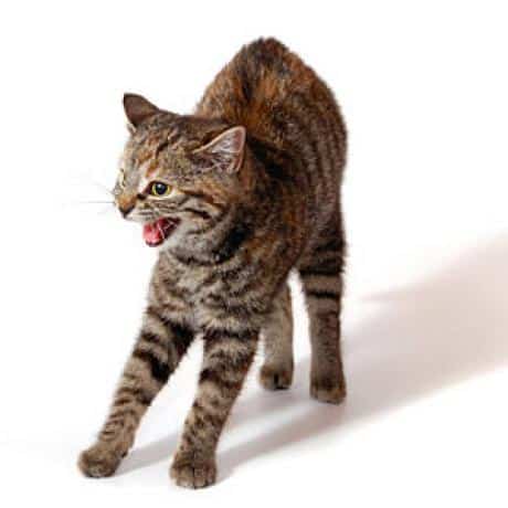 Why Does My Cat Meow After Using The Litter Box Why Does My Cat Meow After Using The Litter Box
