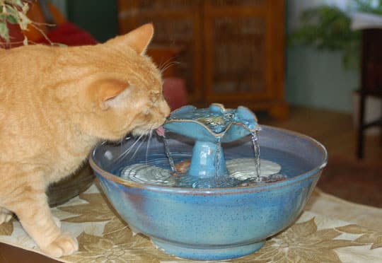 Do Dogs Like Water Fountains Do Dogs Like Water Fountains