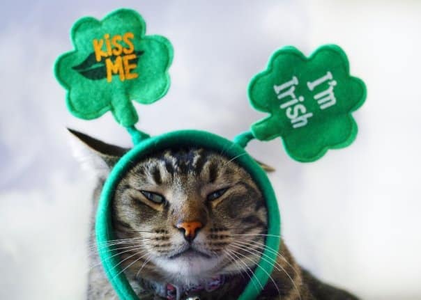 Image result for st patty's day cat