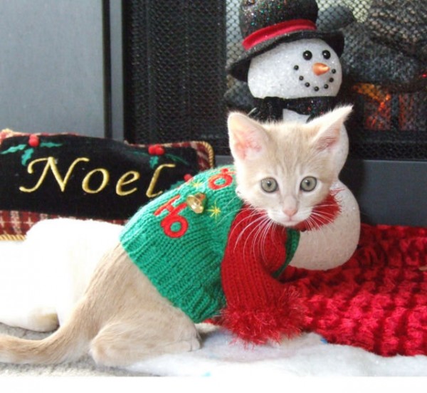 13 cute christmas cats catster