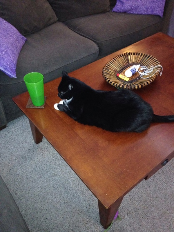 5 Luxuries I Can T Enjoy Because Of My Cats Catster 1 Leaving A Liquid Filled Cup Unattended