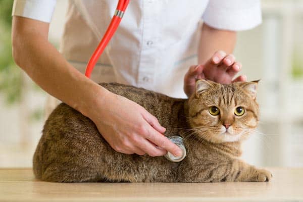Cat Surgery No Food Or Water Cat Surgery No Food Or Water