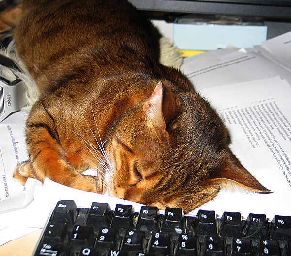 What Do You Do When Your Cat Shows Signs of Senility? | Catster