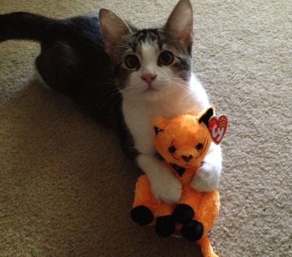 weird stuffed cat