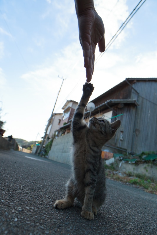 Photographer Fubirai Captures Cat Heaven On Japanese Island Catster