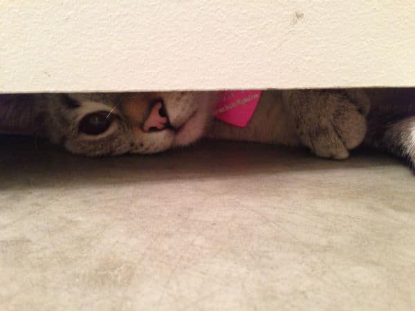 5 Reasons Cats Love Bathrooms Catster
