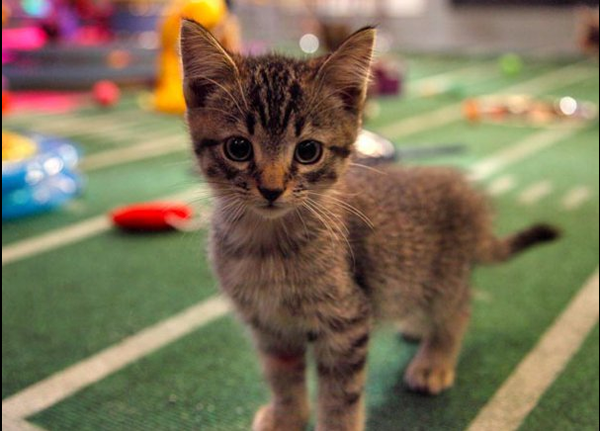 animal planet puppy bowl the best part of puppy bowl ix the halftime show catster animal planet puppy bowl the best part of puppy bowl ix the halftime show catster