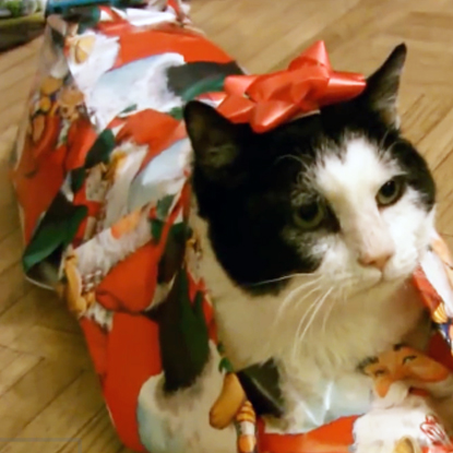 20131203-how-to-wrap-a-cat-thumbo1.jpg