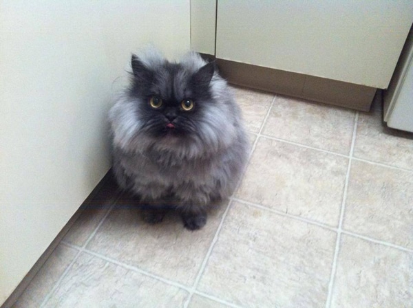 If Cats Said Hey Instead Of Meow Video If Cats Said Hey Instead Of Meow Video