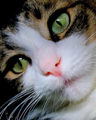 pink nose 10 of the pinkest cat noses you did see catster pink nose 10 of the pinkest cat noses you did see catster