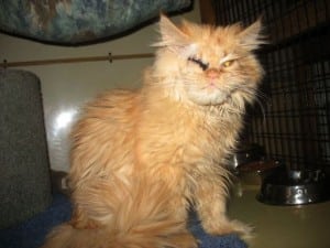 scrappy little persian kitten