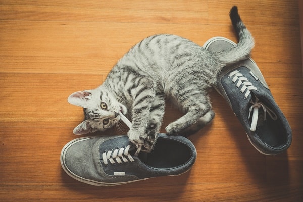 Image result for cats and shoes