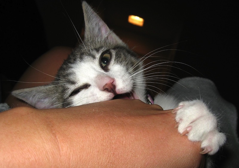 How To Make Sure Pet Saved In Fire Cat How To Make Sure Pet Saved In Fire Cat