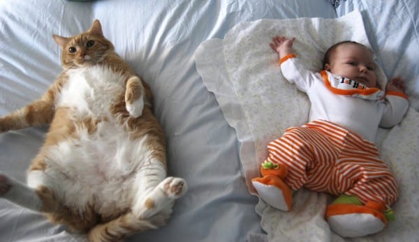 Do Kittens Need Wet And Dry Food Do Kittens Need Wet And Dry Food