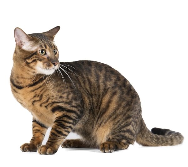How To Train Cats To Get Along How To Train Cats To Get Along