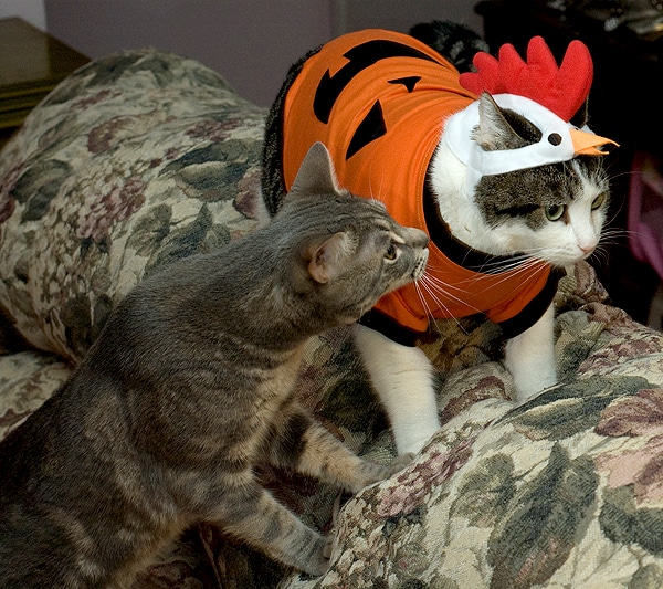 10 Photos That Prove Cats Hate Thanksgiving Catster
