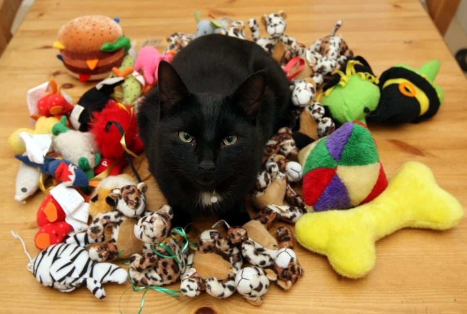 Игрушка прикольные коты Игрушка прикольные коты