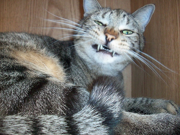 5 Parts of Cat Anatomy That Crack Me Up - Catster