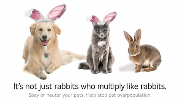 Where To Get My Dog Neutered Near Me Where To Get My Dog Neutered Near Me