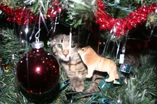 what does catnip do to dogs tree climbing derby catster what does catnip do to dogs tree climbing derby catster