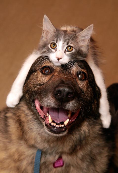 The Power of Purr Awakens an Alzheimer’s Victim - Catster