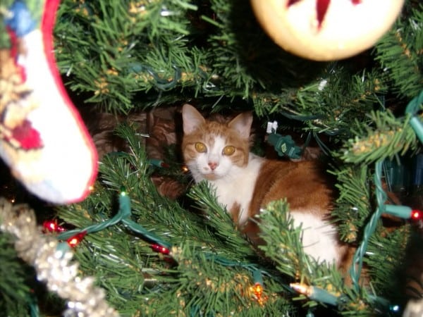 what does catnip do to dogs tree climbing derby catster what does catnip do to dogs tree climbing derby catster