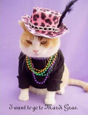 Image result for Fat cats Fat Tuesday