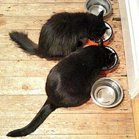 Cat Food Wet Versus Dry Cat Food Wet Versus Dry