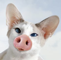 Can Dogs Get Swine Flu Can Dogs Get Swine Flu