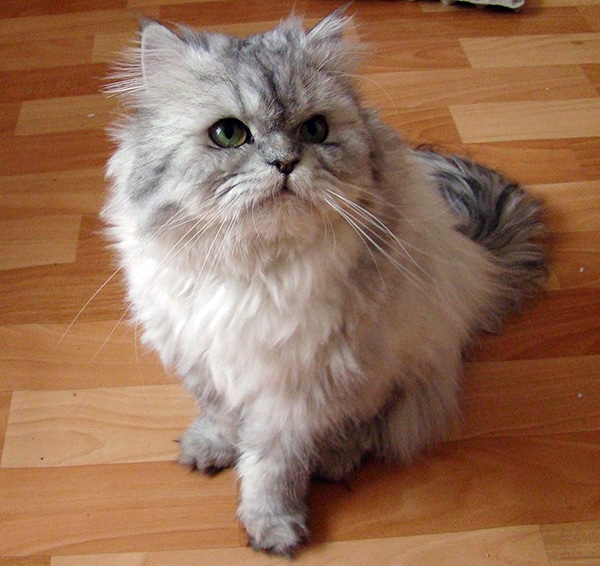 white doll face persian cat