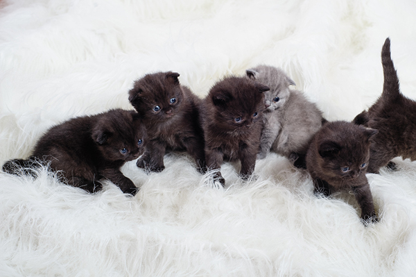 british shorthair teddy bear cat breed