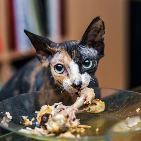 Can cats eat chicken bones?