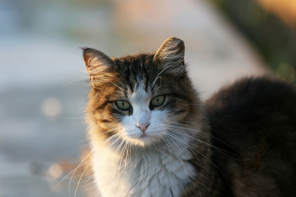 Really Australia Plans To Kill Feral Cats With “curiosity” Poison Catster