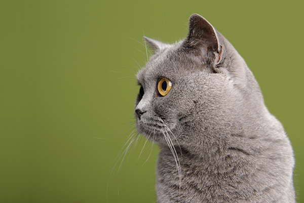 british shorthair teddy bear cat breed
