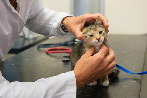 8 Things You Didn’t Know About Feline Respiratory Infections - Catster