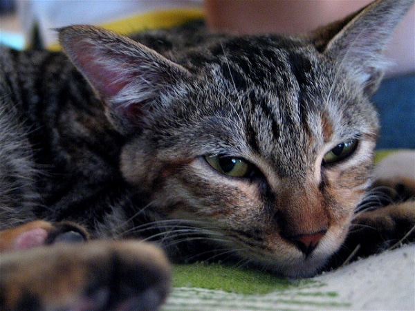 9 Ways to Tell Your Cat Is In Pain Catster