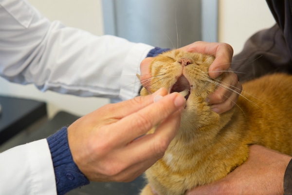 Cat With Mouth Open And Eye Infection Cat With Mouth Open And Eye Infection