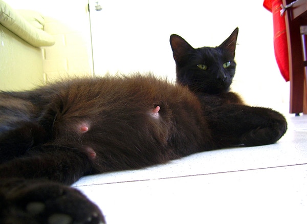 Cat Licking Nipples 108