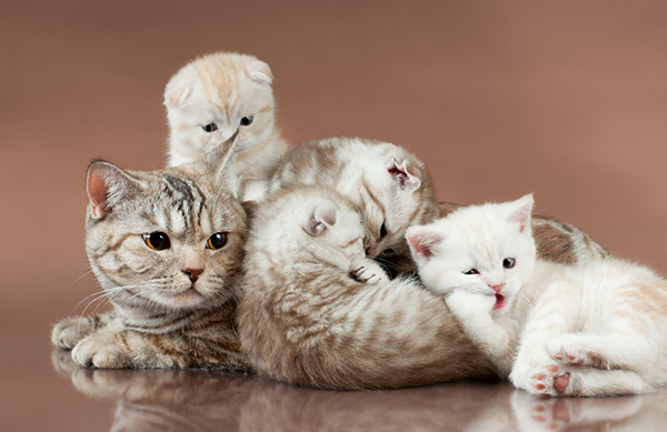 http://www.catster.com/wp-content/uploads/2015/06/600-sf-cat-kittens.jpg