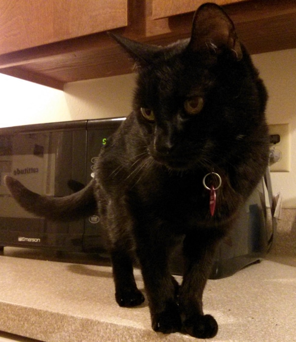 Why Has My Cat Stopped Eating Her Food Why Has My Cat Stopped Eating Her Food